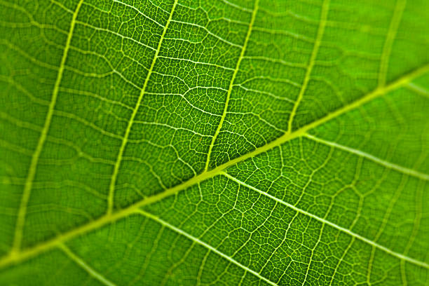 hoja superficie. - leaf vein leaf plant macro fotografías e imágenes de stock