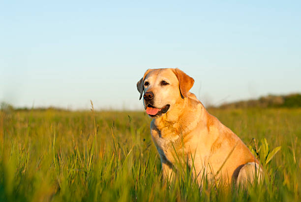 Labrador retriever dog in a grassy field http://i1089.photobucket.com/albums/i345/bonerok/DSC_0054-1.jpg yellow labrador stock pictures, royalty-free photos & images