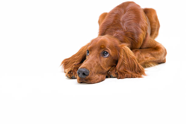 Nobody loves me.... Pedigree Red Setter puppy lying down looking sad irish setter stock pictures, royalty-free photos & images