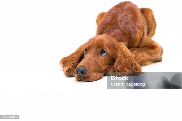 Nobody Loves Me Stock Photo - Download Image Now - Irish Setter, Puppy, Guilt