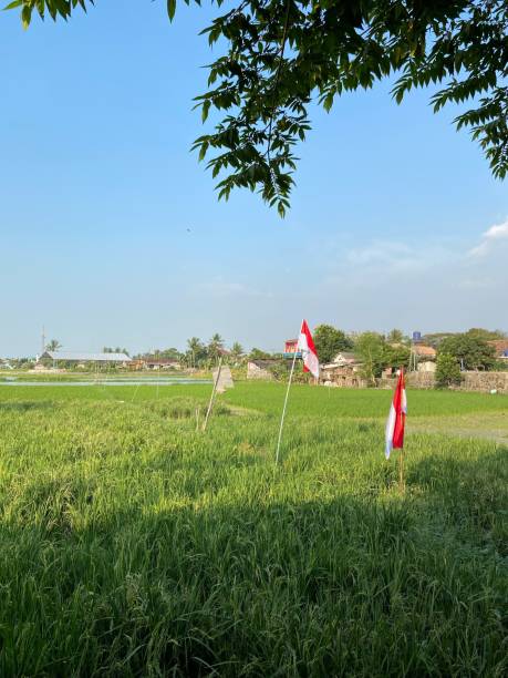 istock A field of rice plantation 1684402270