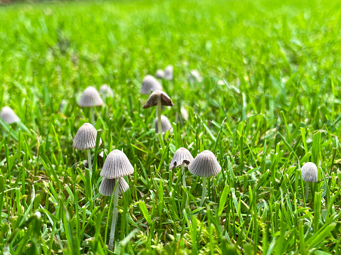 Stock photo showing close-up view of a clump of Coprinellus disseminatus growing in a garden lawn. This particular toadstool species are known as fairy bonnet, fairy inkcap or trooping crumble cap.