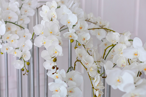 Close up of orchids blossoms. Wedding decoration. Branch of beautiful white orchid on white background. Banner design. White petals of phalaenopsis orchid flower, Selective focus.