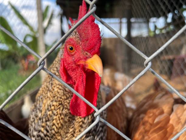 istock Close up of chicken 1684405828