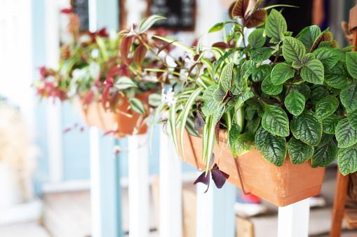 Green plants in pot on the balcony. Organic growing at home. Gardening. Zebrina and mint in pot in summer day. Outdoor flower pot hanging on wooden fence for small garden, patio or terrace.