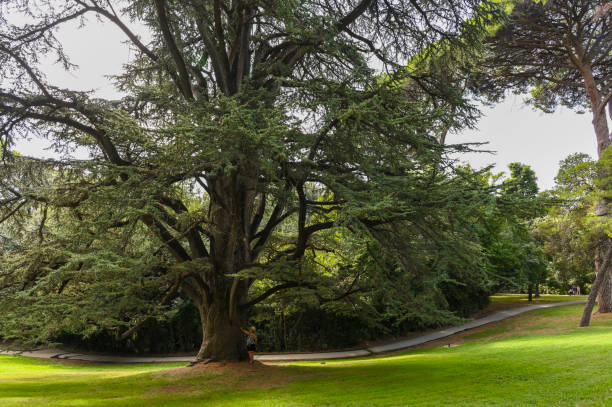 planta secular em caserta - southern belle - fotografias e filmes do acervo