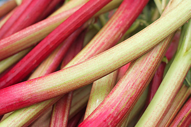 rhubarb stalks of colorful rhubarb rhubarb photos stock pictures, royalty-free photos & images