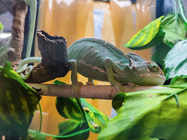 istock A chameleon sits on a log. This reptile looks a lot like an iguana. 1684422355