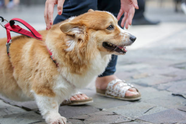 istock A Welsh Corgi Dog (Pembroke) 1684422386