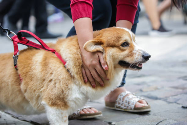 istock Man loving a Welsh Corgi Dog 1684423474
