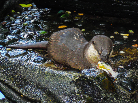 The otter is eating fish greedily and the otter's face is a little blurry and out of focus