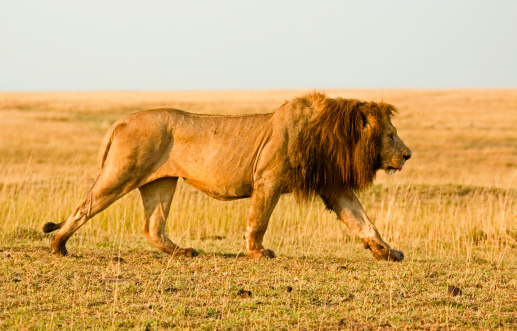 Male lion stalking in the savannah in morning light – Masai Mara, Kenya
