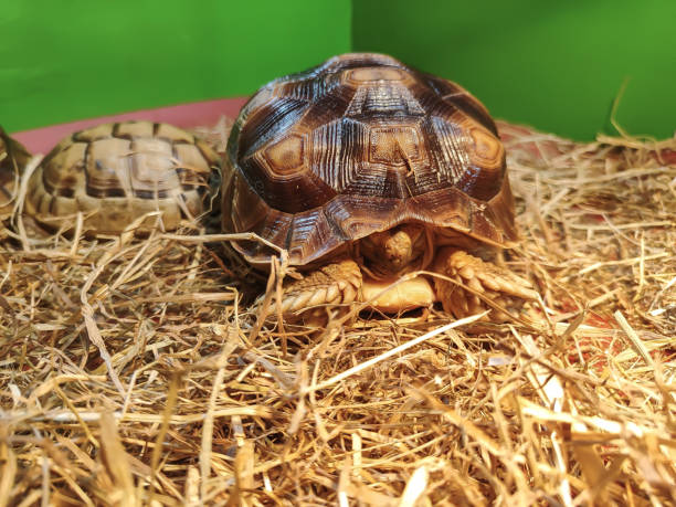 istock The turtle has its head tucked into its shell 1684425648