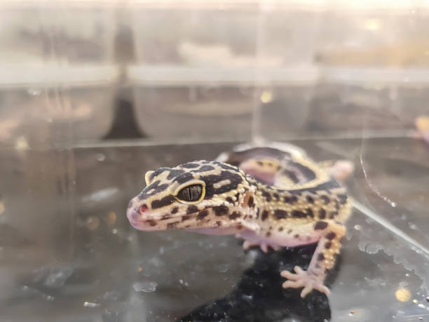 istock Gecko, this beautiful reptile 1684426743