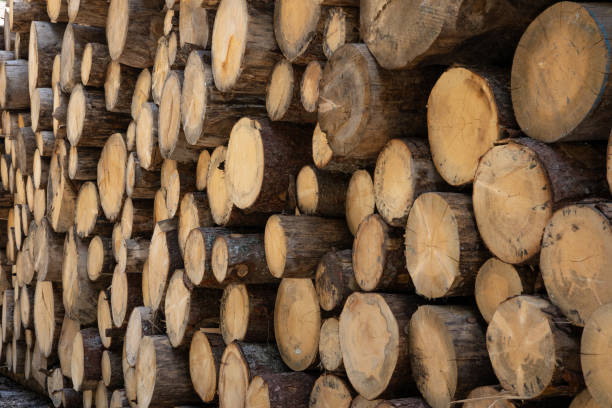 istock freshly cut fir logs stacked 1684448742