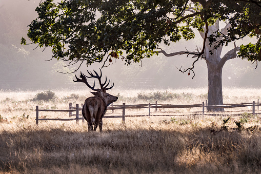 Lovely sideview of a red Deer.