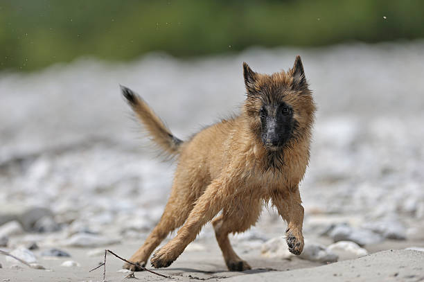 Belgian sheepdog tervueren puppy in action on a riverbank beach