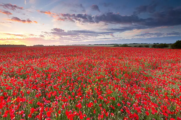 A stunning field of poppies in full summer bloom at dawn in the Cotswolds, Gloucestershire, U.K