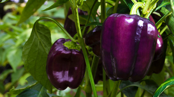 Bell peppers that are purple and ready to pluck from the plant in the garden