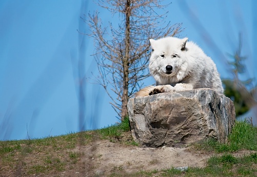 Arctic wolf on a large rock