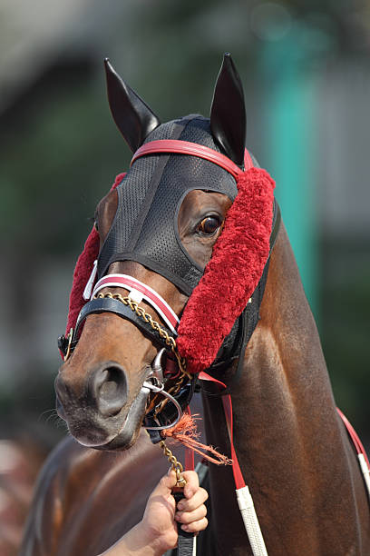 Horse Horse with Side Winkers and Ear Plugs. horse head with ear plugs stock pictures, royalty-free photos & images