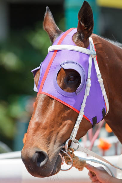 istock Horse head with Purple Blinders 168447017