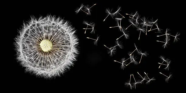 Photo of dandelion and seeds