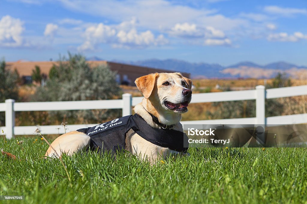 K-9 Police Dog A beagle mixed rescued dog that has been trained as a police dog basks in the sun waiting for a command. Waistcoat Stock Photo