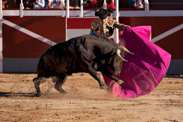Bullfighter Bullfighter and bull in action. Spain banderilla stock pictures, royalty-free photos & images
