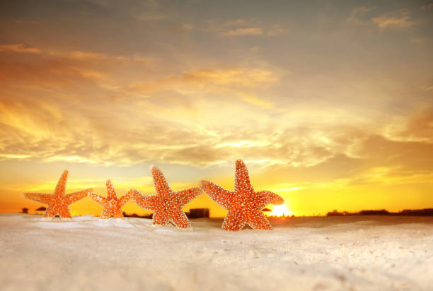 close up shot of four starfish on beach.