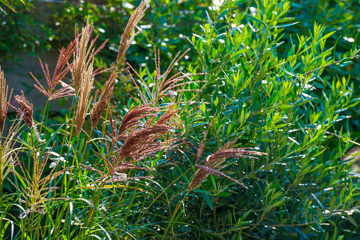Reed and plants in a garden in bright sunlight in autumn, Almere, Flevoland, Netherlands, September, 2023