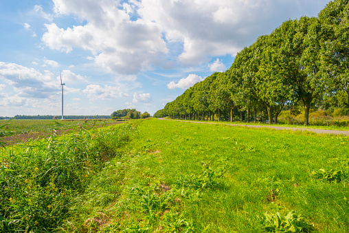 Trees and wind turbines in an agricultural field in sunlight at fall, Almere, Flevoland, Netherlands, September, 2023