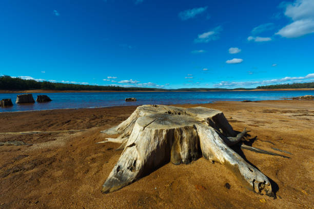istock tree stump at dam in Australia 168448390