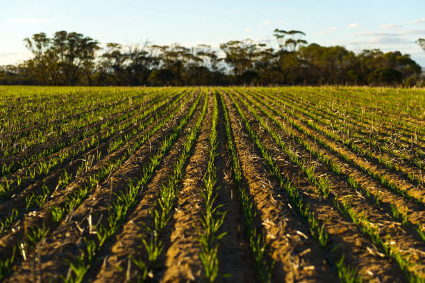 istock Golden Wheat Fields freshly seeded in the Wheatbelt Region 168448512