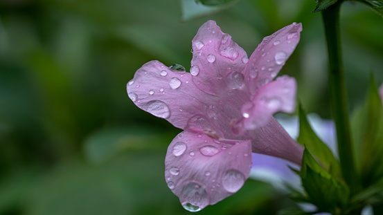 Glistening Beauty: Close-Up Water Drops on Light Purple Flower Petals