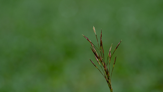 Close-up of a grass flower on a blurred green background.