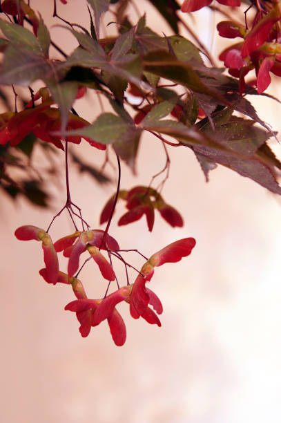 autunno, foglie di acero giapponese - maple keys seed maple tree red foto e immagini stock