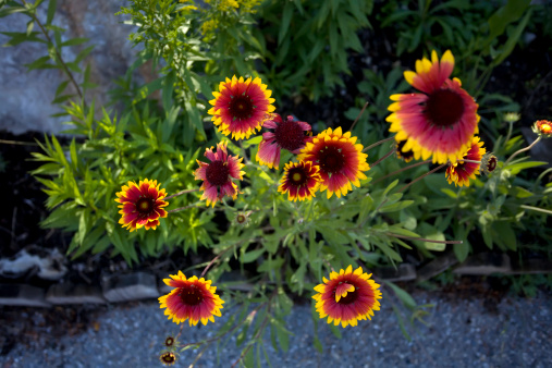 Vibrant intense color is what describes these hardy drought tolerant perennials. Brilliant red with yellow rims.  These flowers make excellent cut flowers which last 6-10 days. Summer and fall blooming.