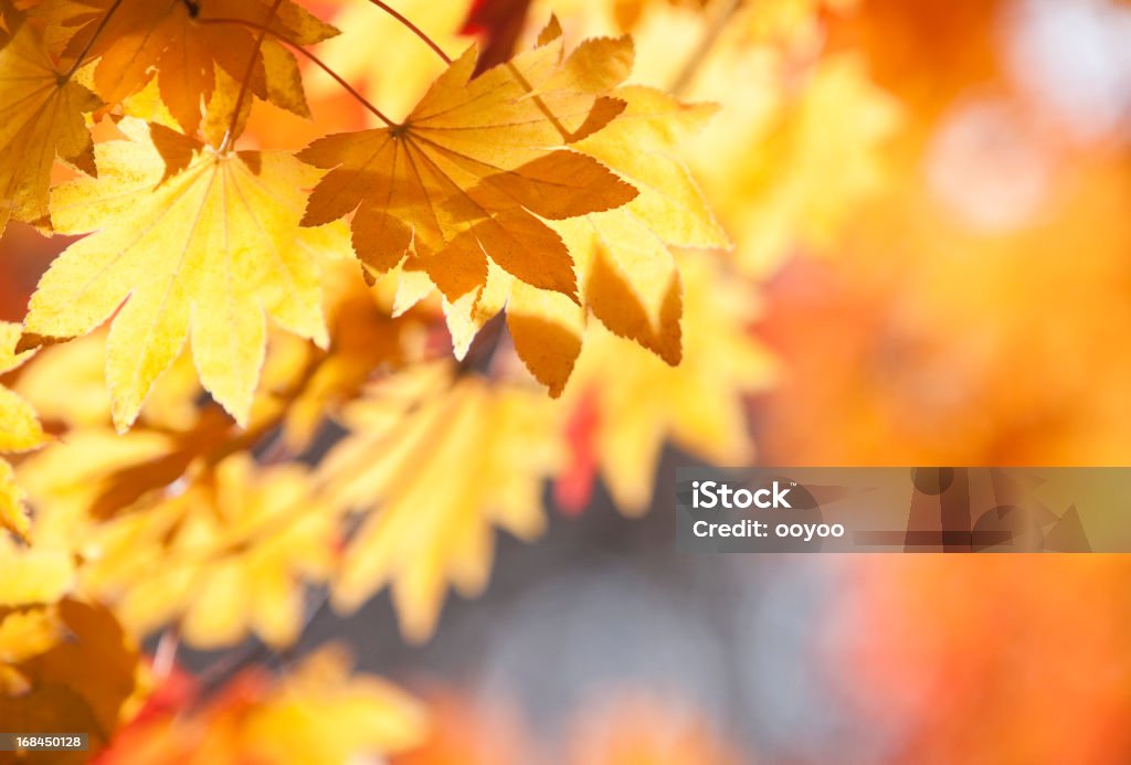 Fall Foliage autumn leaves close up Abstract Stock Photo