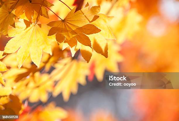Fall Foliage Stock Photo - Download Image Now - Abstract, Autumn, Autumn Leaf Color