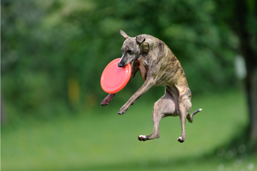 Whippet with red frisbee caught in the air, shallow DOF