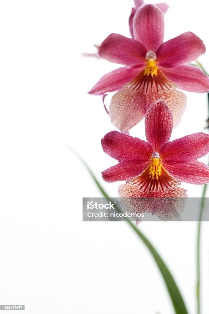 Красивая красная орхидея - Стоковые фото Без людей роялти-фри