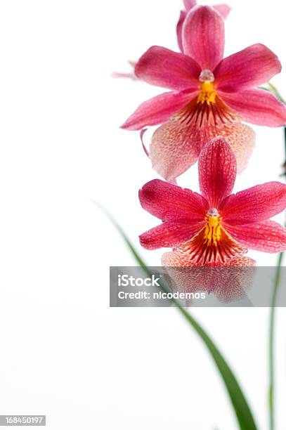 Красивая Красная Орхидея — стоковые фотографии и другие картинки Без людей - Без людей, Белый фон, В стиле минимализма