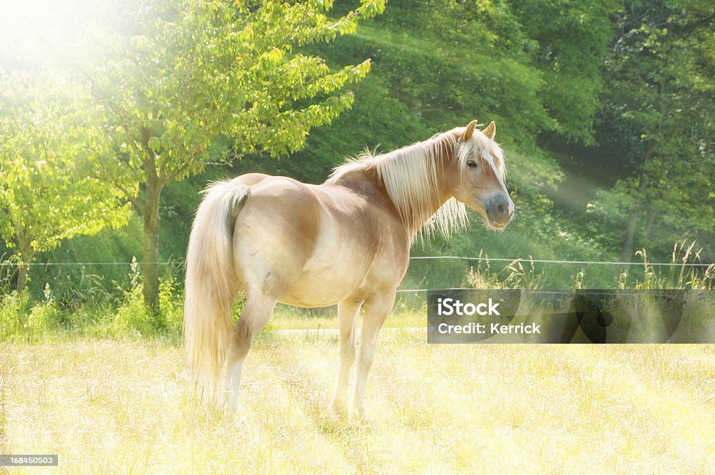 Pferd im Sonnenlicht-Highkey - Lizenzfrei Ausgebleicht Stock-Foto