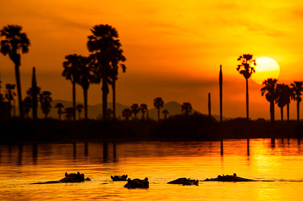 Hippos in front of a perfect African sunset