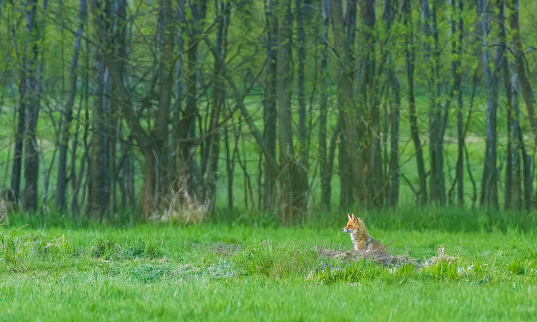 Red fox (Vulpes vulpes) watching standing in grassy meadow, Podlaskie Voivodeship, Poland, Europe