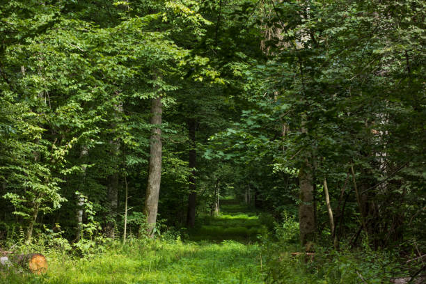 istock Dirt road crossing summertime forest 1684508956