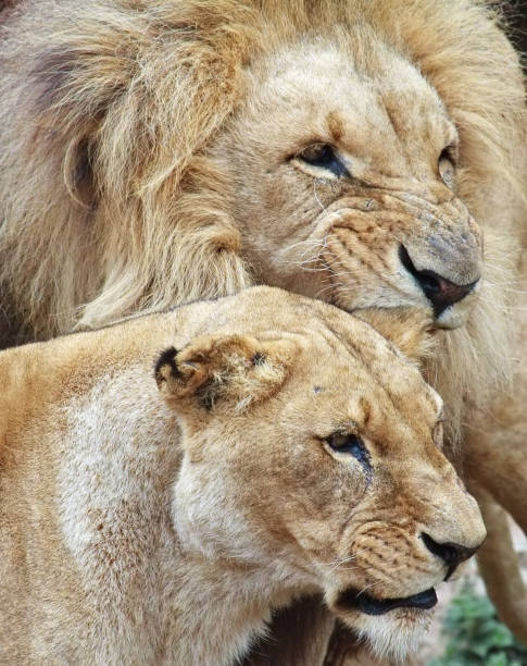 istock Lion Couple 168450999