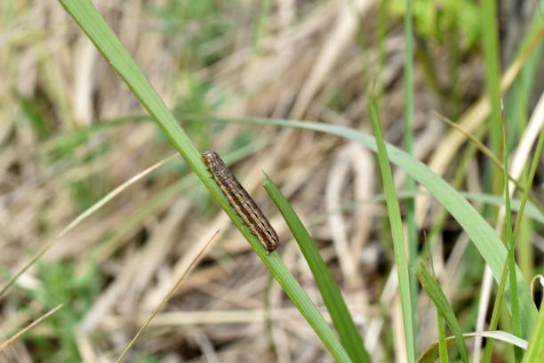 istock Euxoa auxiliaris butterfly caterpillar sitting on the grass 1684516705