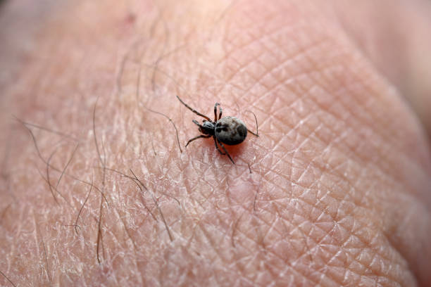istock Spider Steatoda triangulosa on a man's hand 1684516732